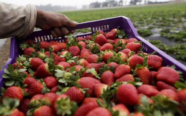 الزراعة المصرية: قرار السعودية بوقف استقبال استيراد الفراولة يخص دول العالم كلها
