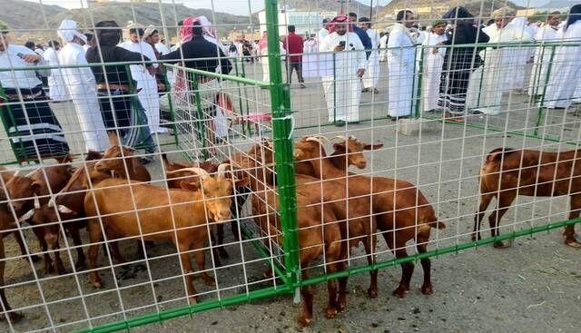 إطلاق أول مهرجان "للماعز الدهم" في منطقة عسير