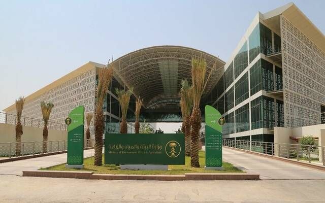 السعودية.. إنتاج 558 مليون كجم من لحوم الدواجن بالنصف الأول 2024