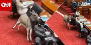"حمار يقتحم قاعة البرلمان في باكستان".. هذه حقيقة الفيديو المتداول