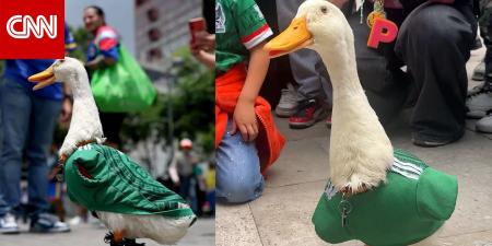 ميرلين البطة.. تعرف على التميمة غير الرسمية لمنتخب المكسيك