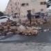 "مش سرقة"، الداخلية تكشف حقيقة فيديو زجاجات الزيت المتداول بالإسماعيلية