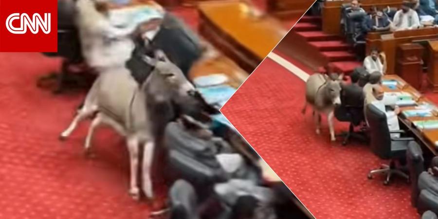 "حمار يقتحم قاعة البرلمان في باكستان".. هذه حقيقة الفيديو المتداول