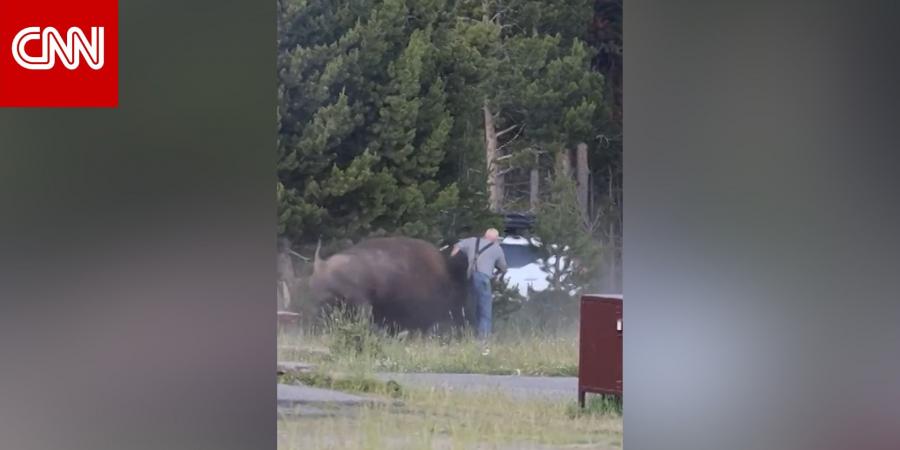 فيديو لرجل هاجمه ثور بيسون يضع فريقاً أمريكياً في مرمى الانتقادات