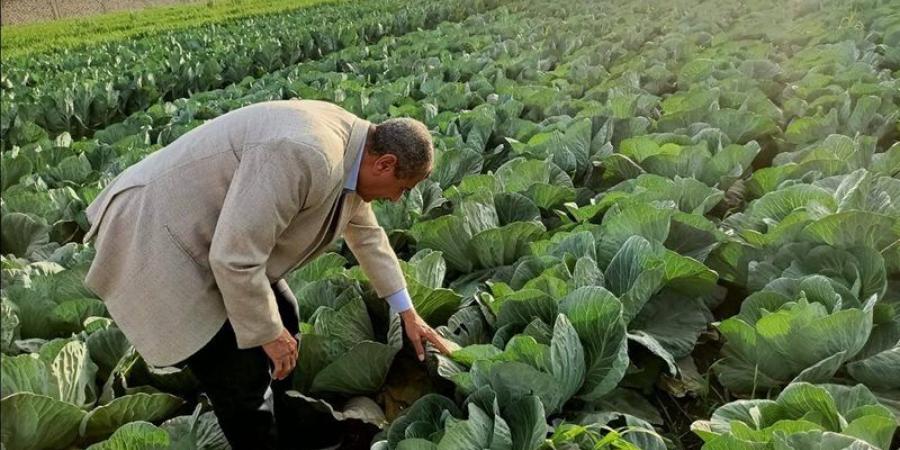 ماهر والي يكشف لـ«فيتو» روشتة خفض فاقد المحاصيل