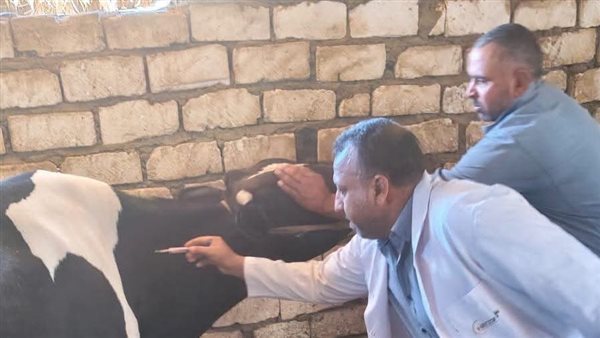 تحصين 180 ألفًا و781 رأس ماشية ضد الحمى القلاعية بالمنيا