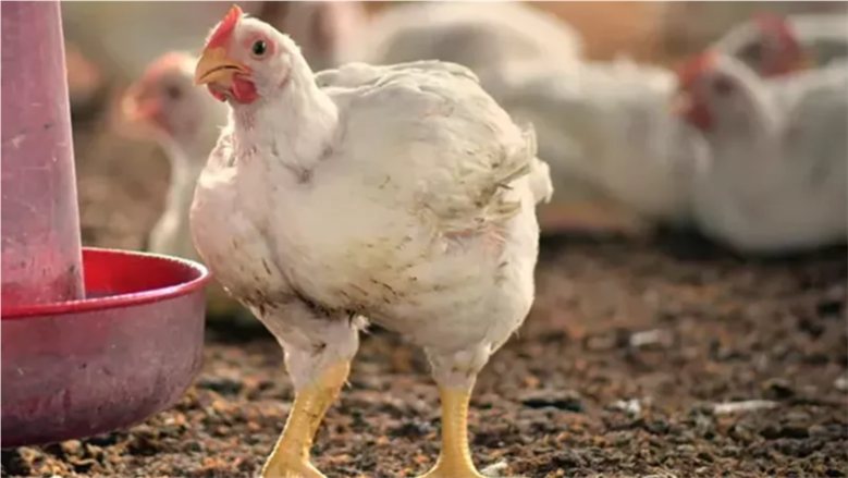 أسعار الفراخ البيضاء اليوم الأربعاء 14 أكتوبر 2026.. استقرار الكيلو عند 90 جنيها للمستهلك