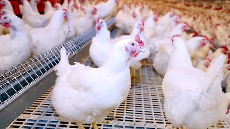 ارتفاع أسعار الدواجن واللحوم والجبن الرومي اليوم بالأسواق (موقع رسمي)