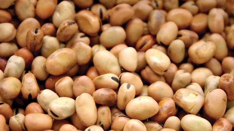 ارتفاع سعر كيلو الفول البلدي لـ42 جنيها.. رئيس بحوث البقوليات يكشف السبب